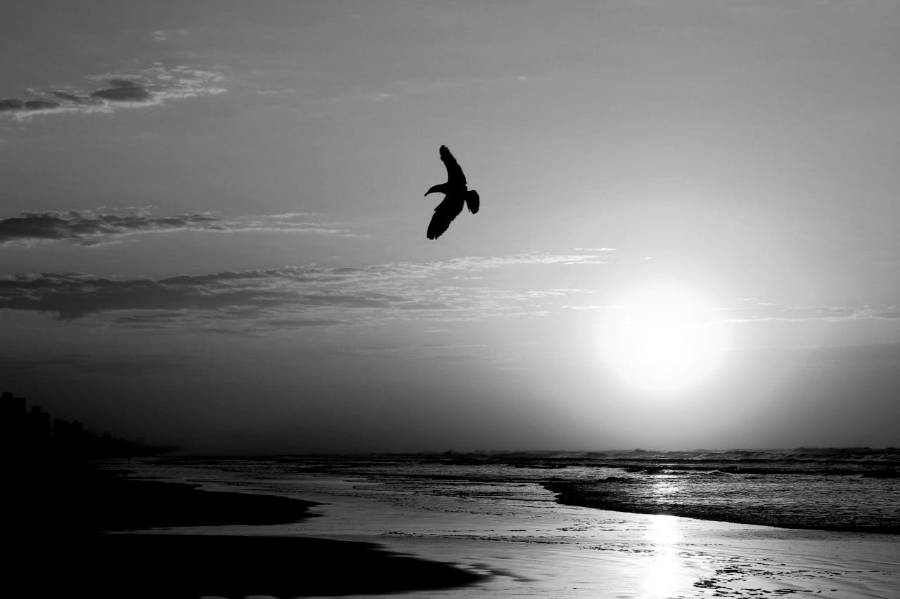 Black and White Seagull at Sunrise on Brazilian Beach